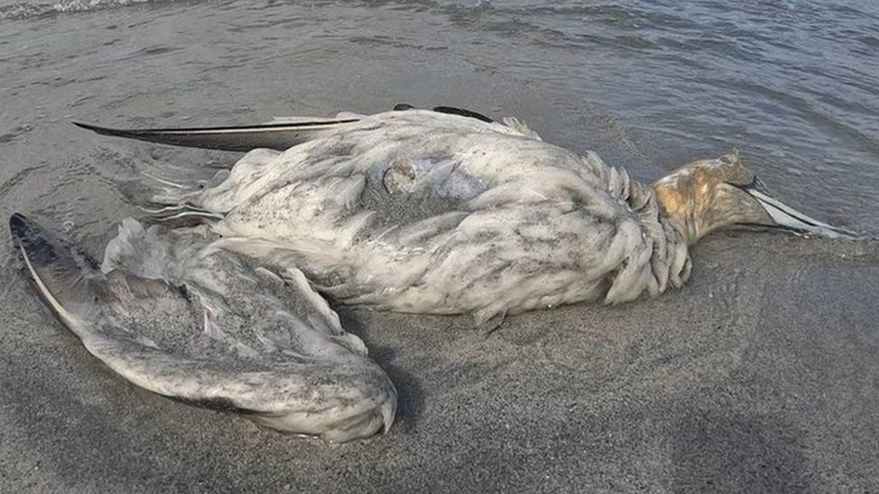 Dead gannet in Shetland
