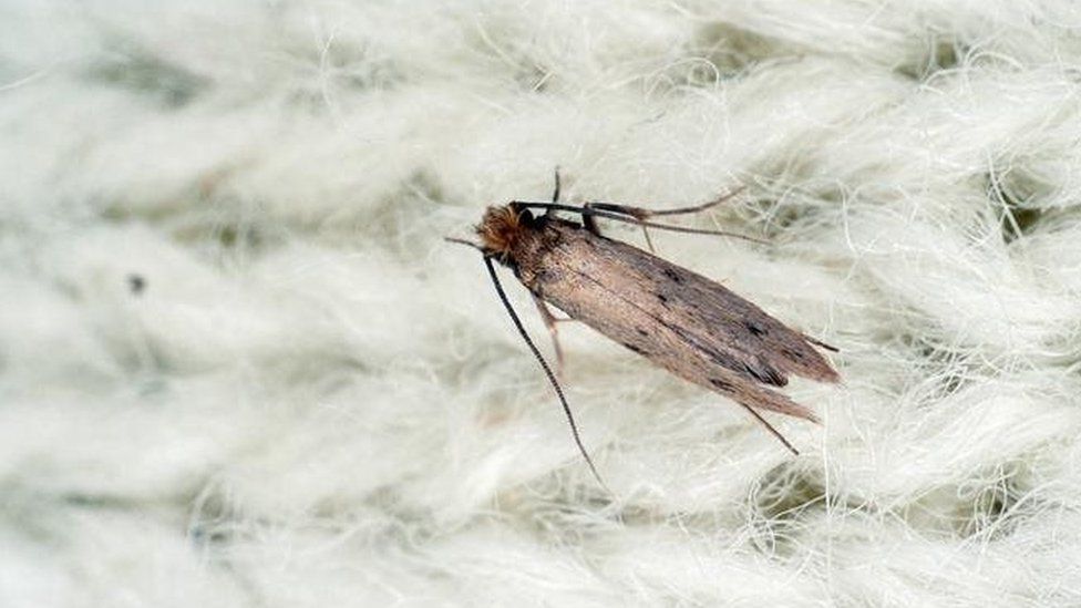 Case-bearing clothes moth