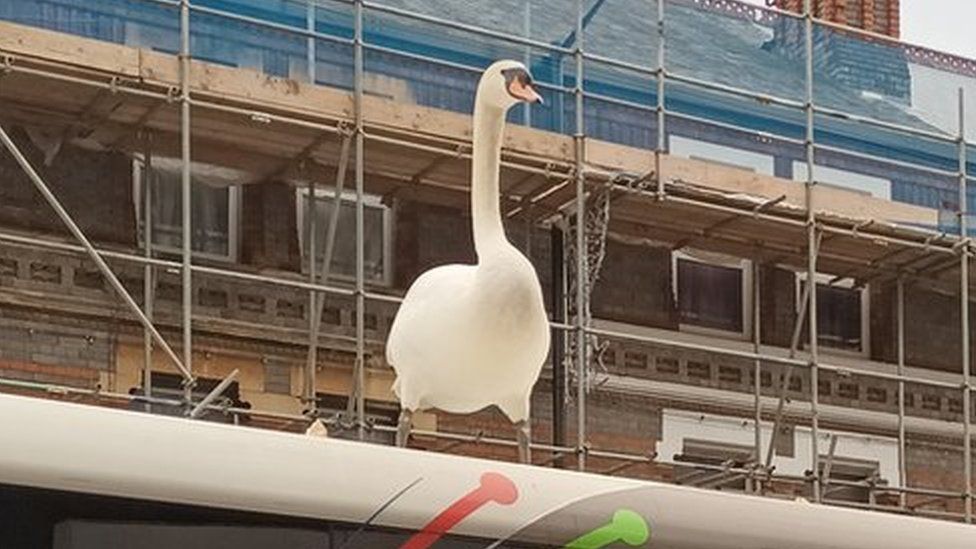 Swan on bus