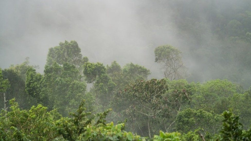 Jungle mists in the mountains of Central Nicaragua