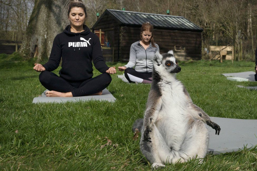 A lemur in a yoga-like pose at the Lake District Wildlife Park