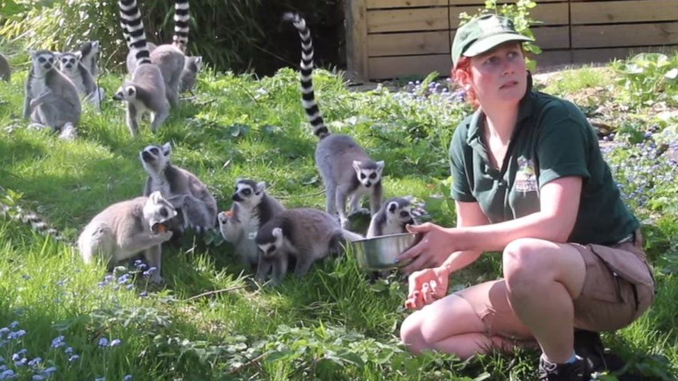 zoo keeper feeding lemurs