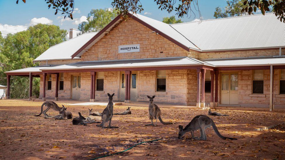 Kangaroos stand in front of a small building marked 'hospital' in Wilcannia