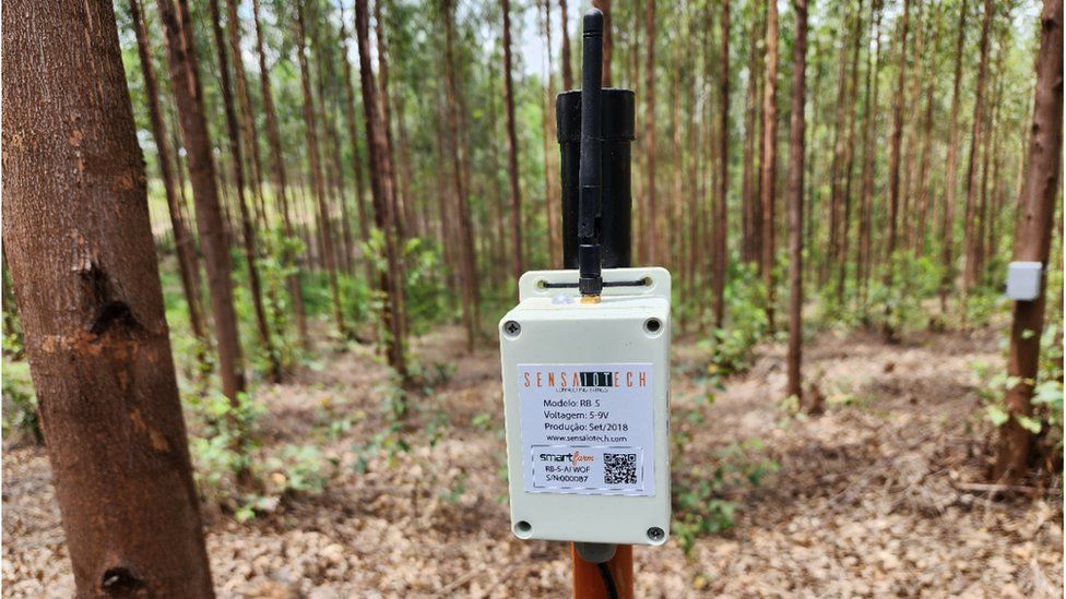 SensaioTech sensort in a forest
