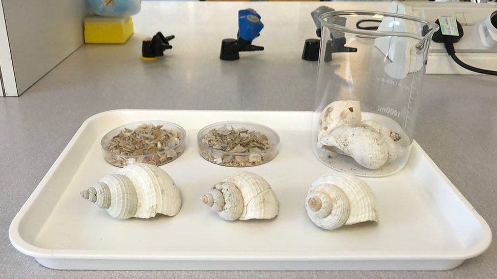 Whelk shells in a university laboratory