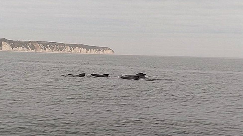 Whales in sea off Flamborough Head