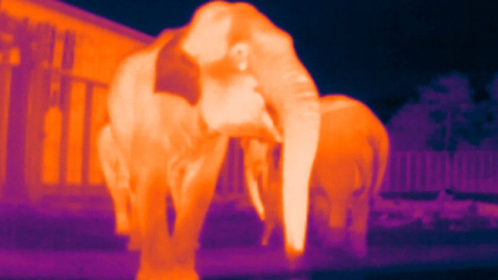 Thermal image of elephant at ZSL Whipsnade
