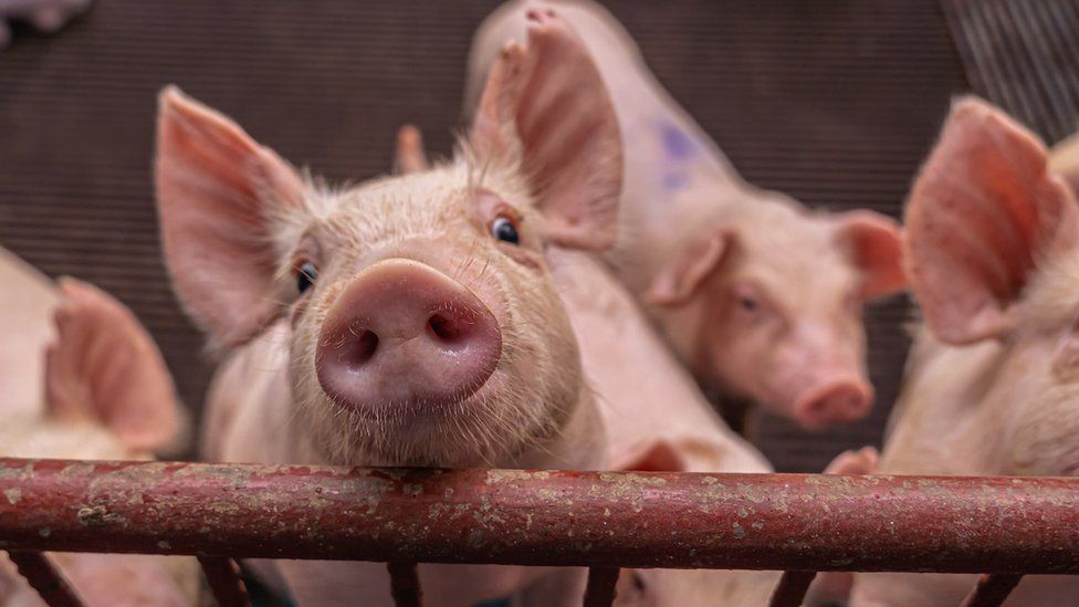 A pig in a hog farm