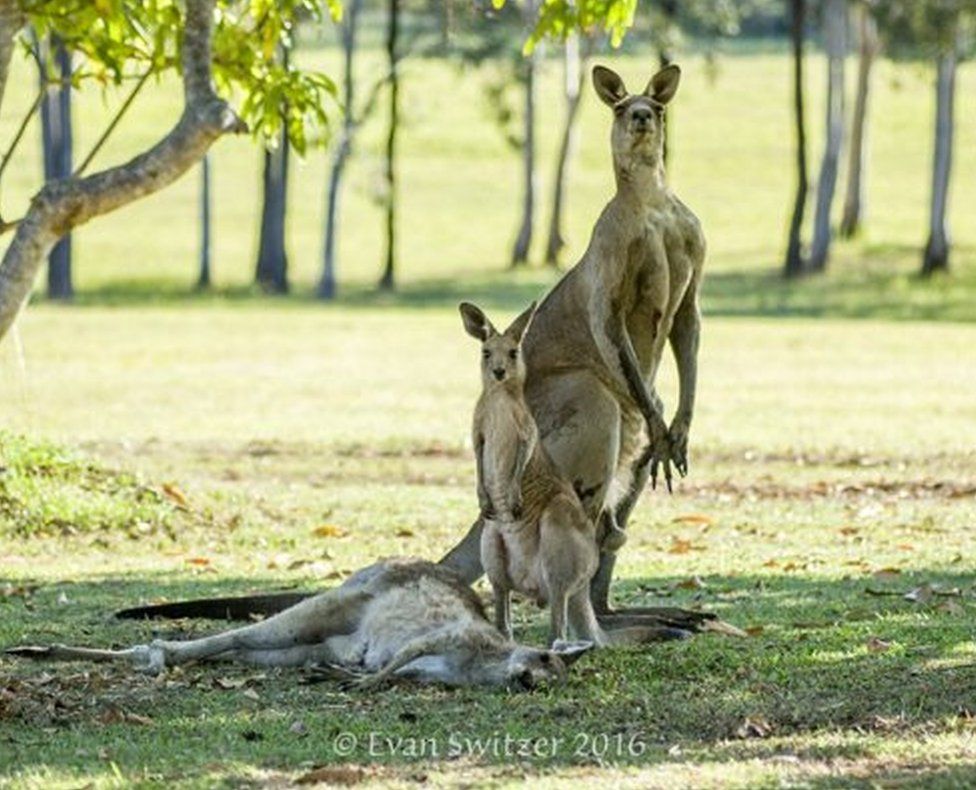 Kangaroos stand next to the body of a dead companion