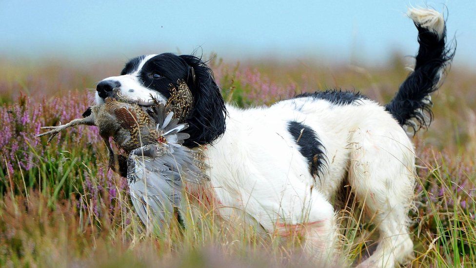 Scots ban on puppy tail docking relaxed after Holyrood vote - BBC News