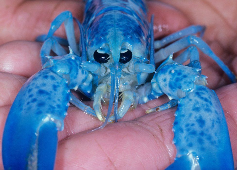 How rare are bright blue lobsters? - BBC News