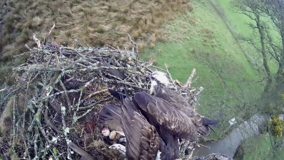 Bassenthwaite Osprey Chicks Killed By Magpies Bbc News