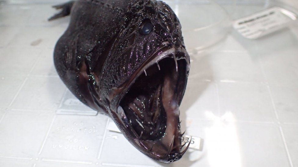 A common fangtooth