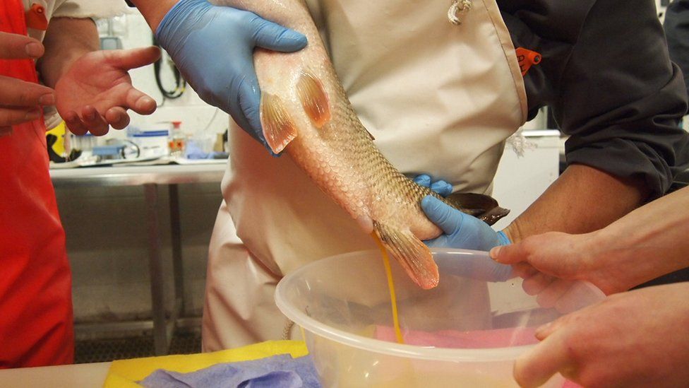 Wild fish being stripped (Image: Environment Agency)