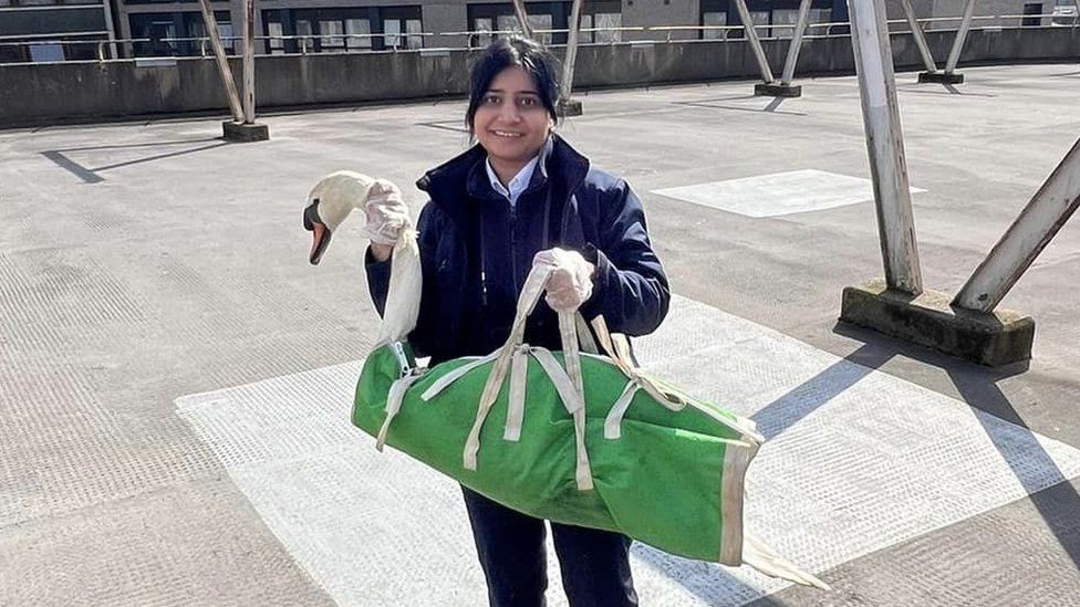 Leicester Time: Swan rescued from top of seven-storey car park in Leicester