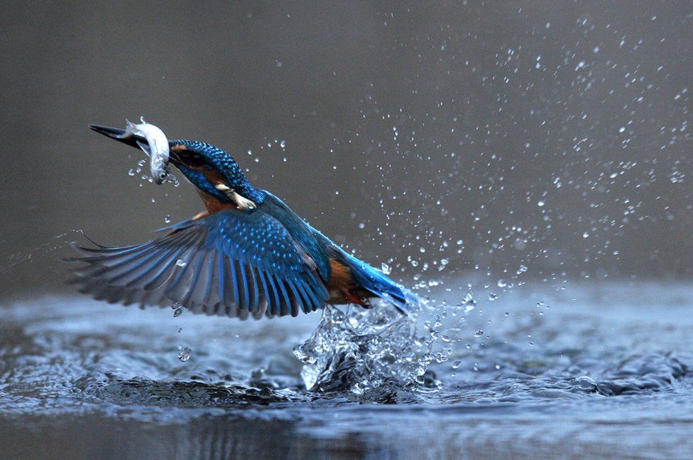 A common kingfisher (Alcedo atthis) catches a fish in a lake near Tiszaalpar, Hungary, 17 December 2020