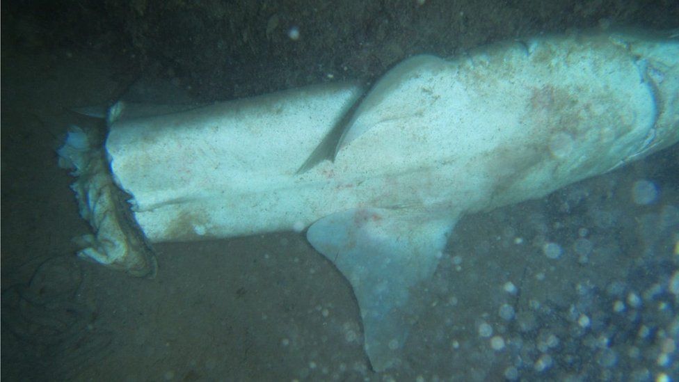 Mutilated shark