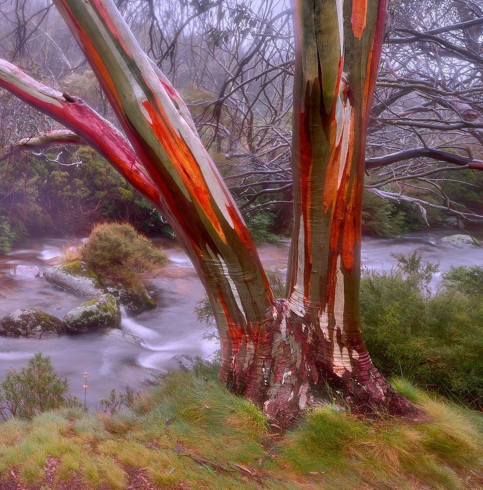 A forest in Thredbo, Kosciuszko National Park, New South Wales, Australia
