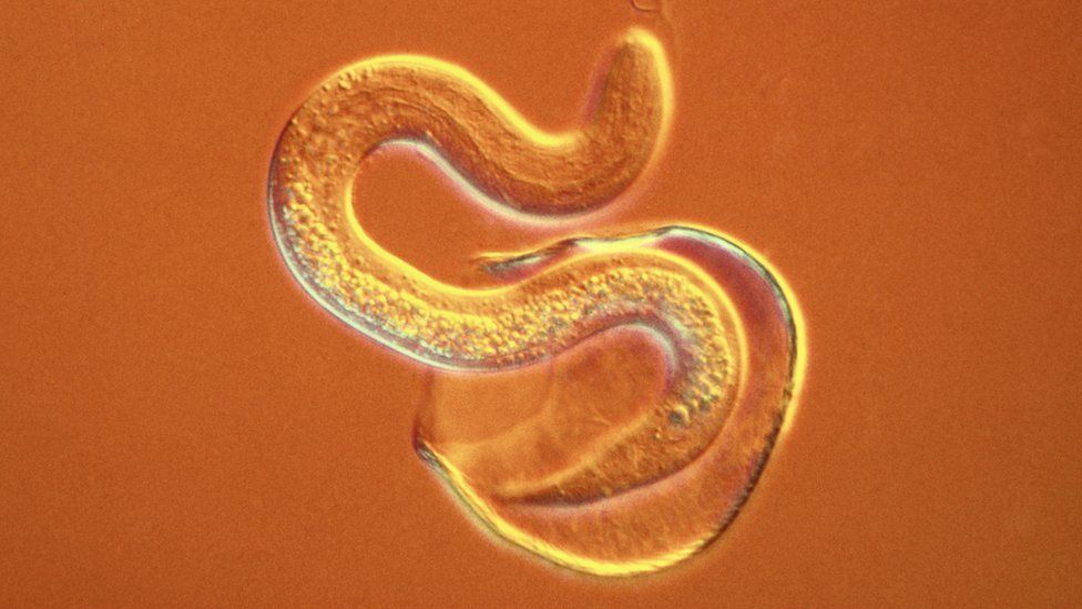 mpregnation tapeworm