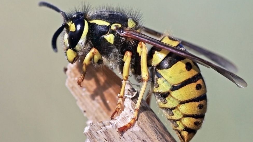Scientists Why we should appreciate wasps BBC News