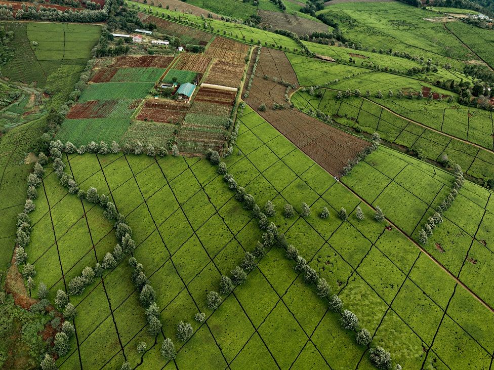 Kenya tea plantation seen from above
