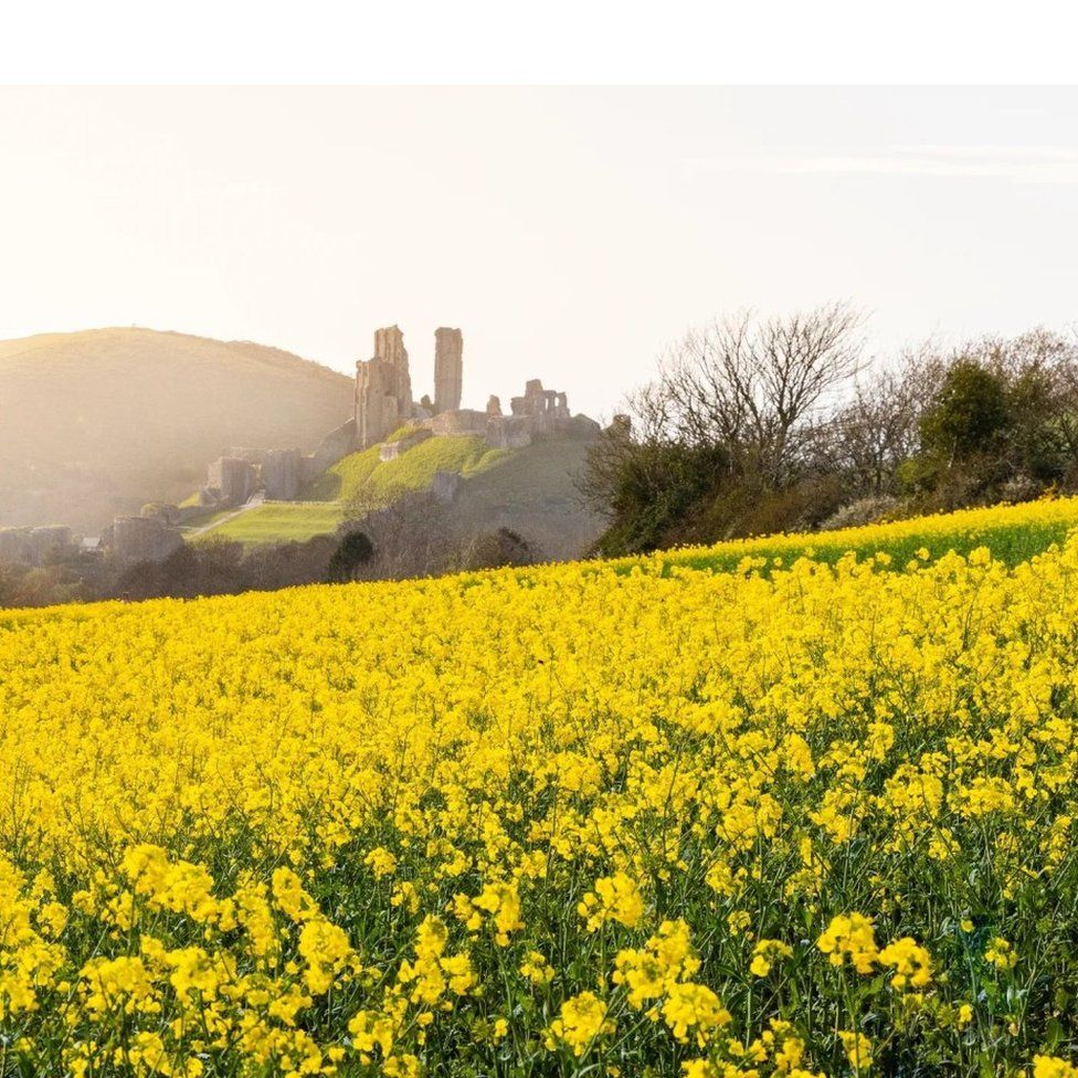 SATURDAY - Corfe Castle