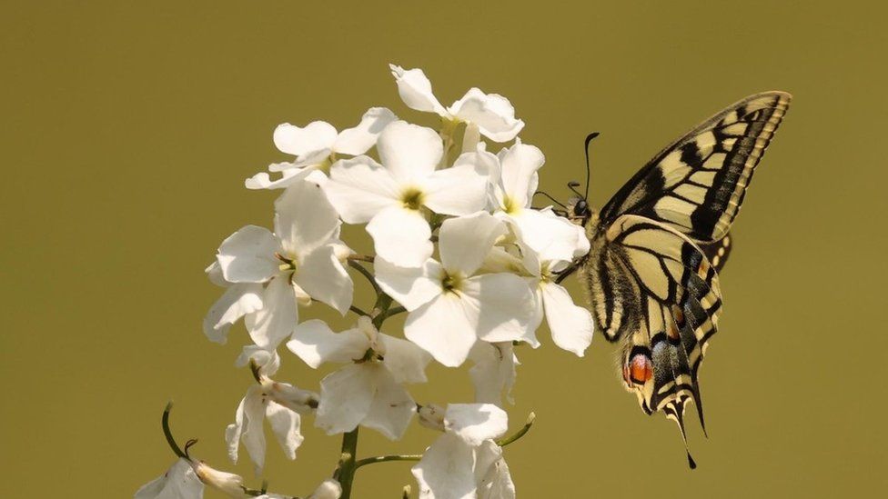 Swallowtail, Strumpshaw Fen