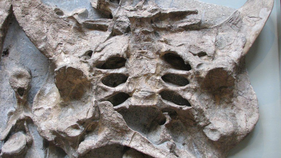 Swindon stegosaur skeleton