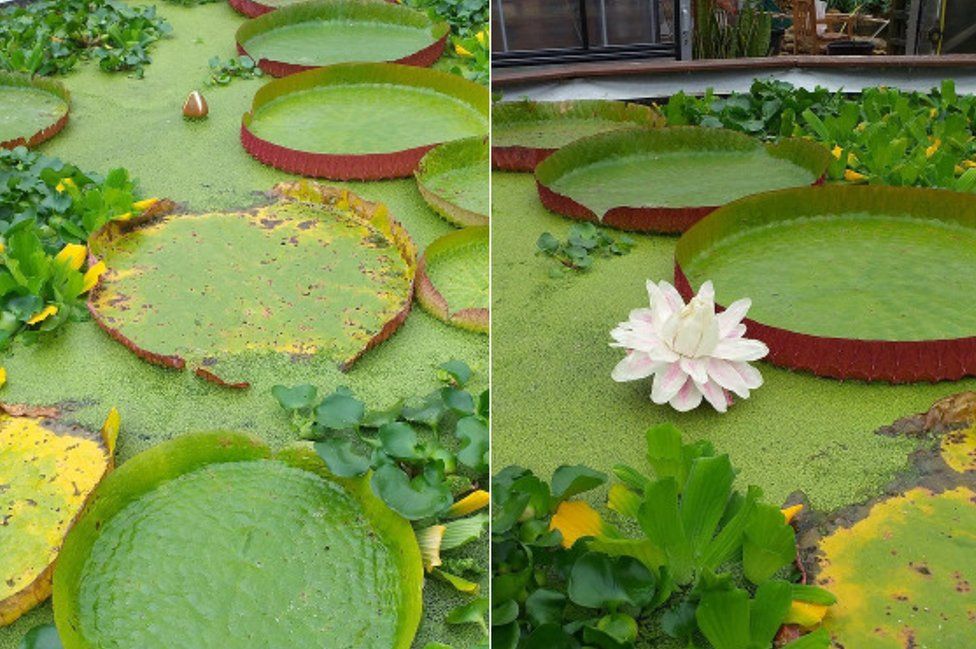 Two shots of the lilypad