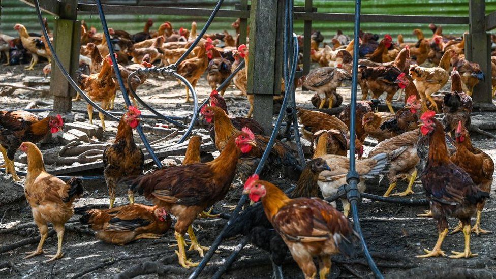 A chicken farm in Malaysia.