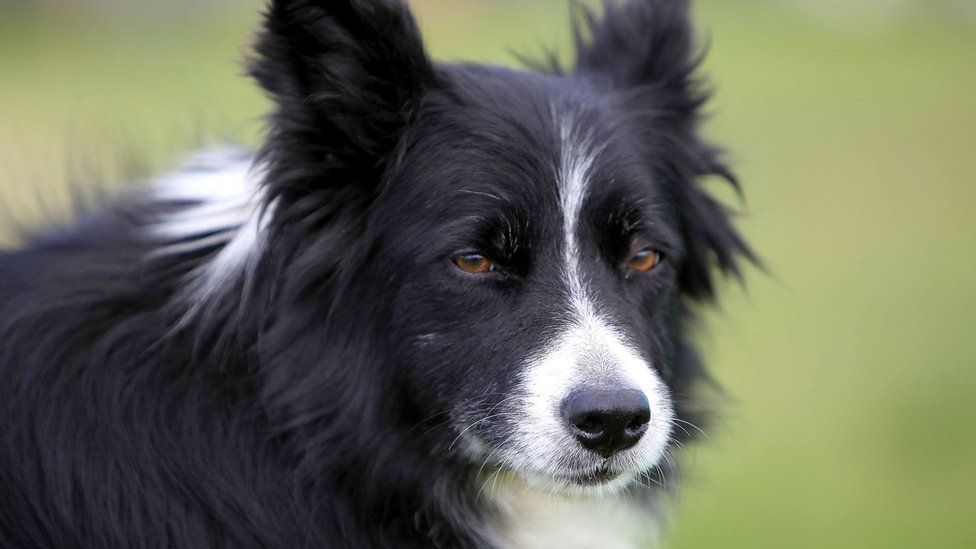 New advice on taking dogs into Scotland's hills - BBC News