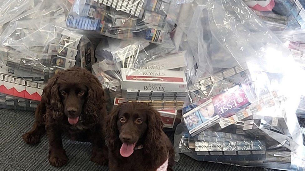 Dogs and seized items