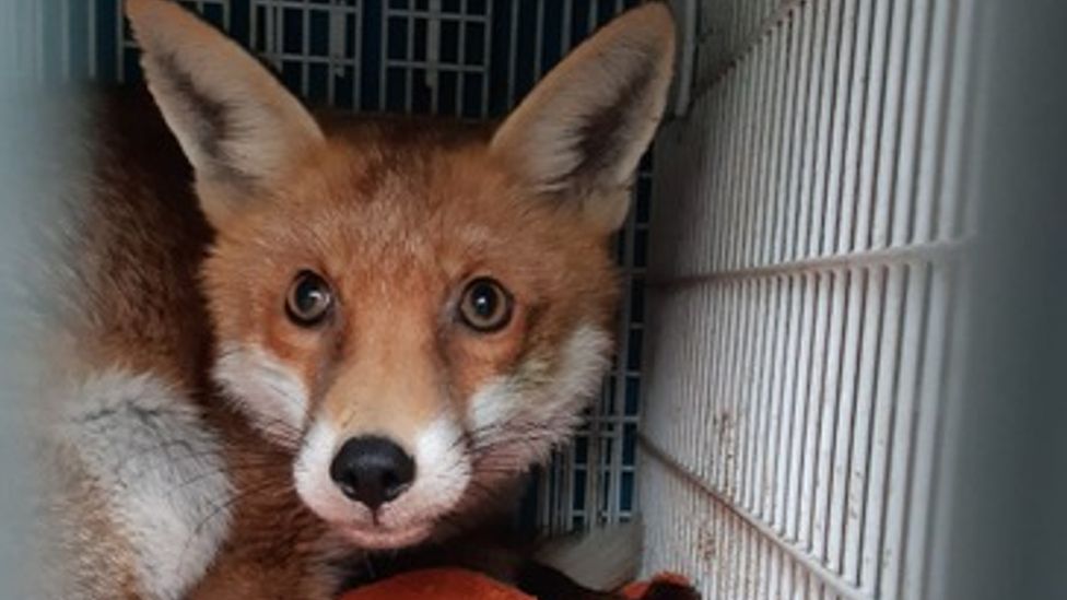 Leicester: Fox returned to wild after plastic wire neck injury - BBC News