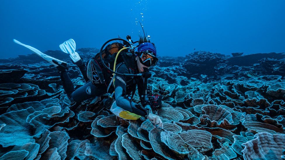 Giant pristine coral reef discovered off Tahiti - BBC News