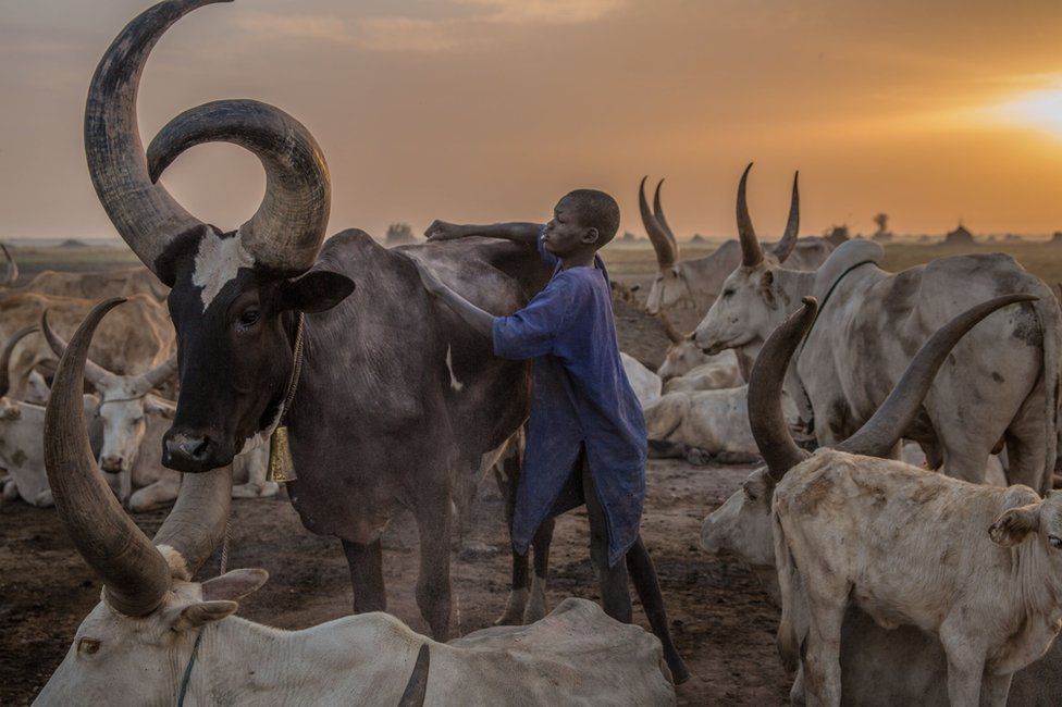 Güney Sudan'da Dinka kabilesinden bir oğlan bir Mart sabahı ineğiyle ilgileniyor. Kurak geçen mevsimlerde hayvancılar yaylalardan Nil nehri kenarındaki alçak topraklara inerek büyük kamplar kuruyor.