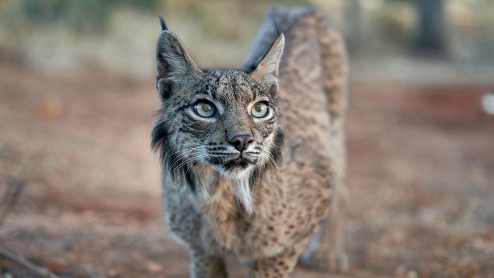 Conservation: Lynx and wild horses among animals to be reintroduced in ...