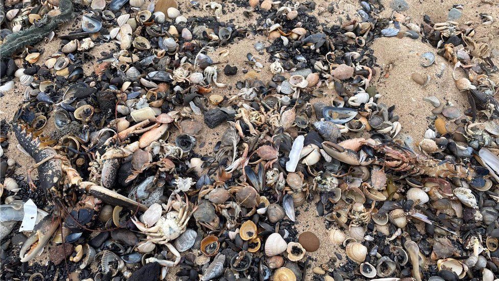 Dead shellfish on a North East beach
