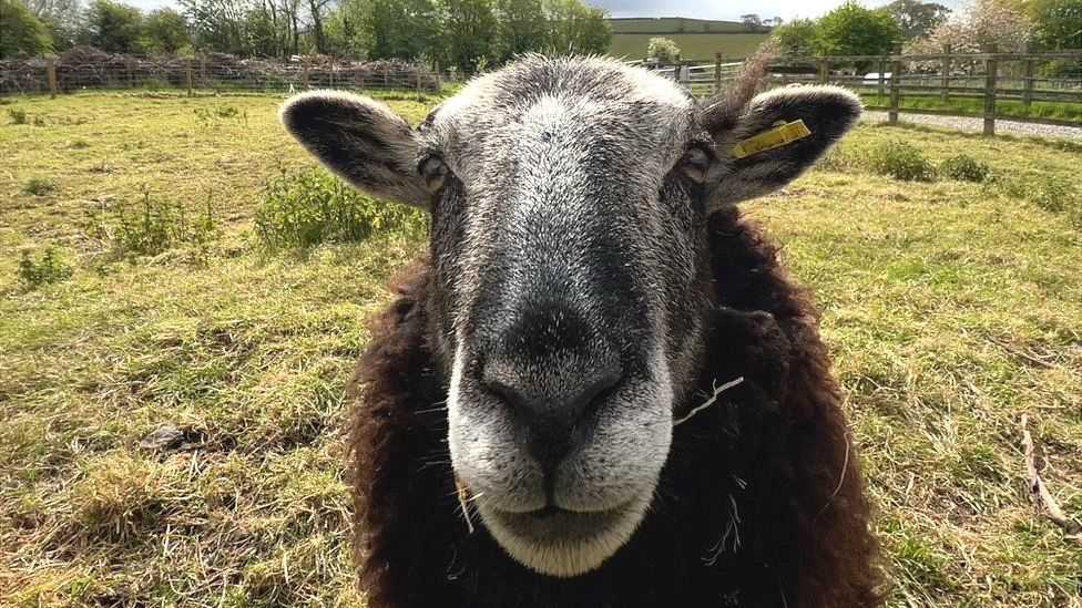 A sheep looks at the camera from very close up in Hartcliffe in Bristol