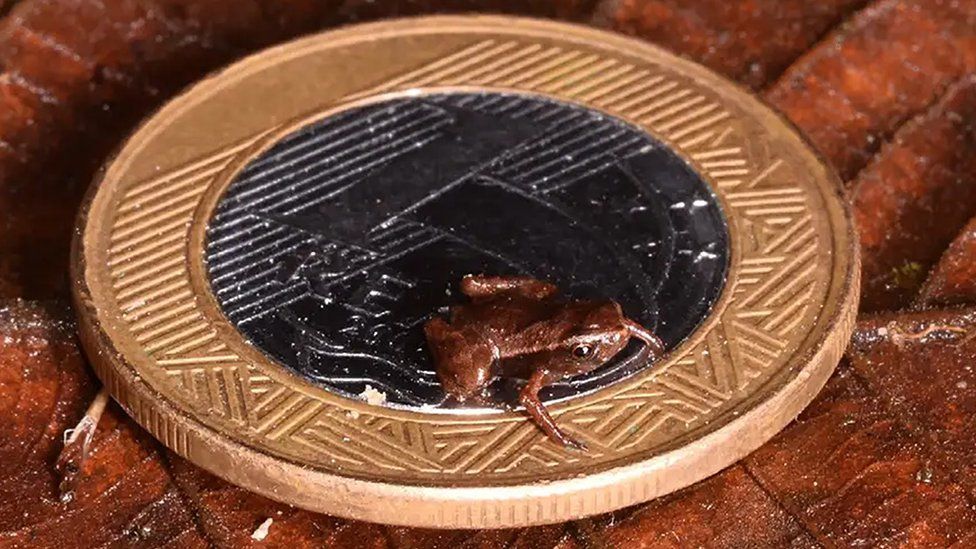 Frogs: Six tiny new species discovered in Mexico - BBC Newsround