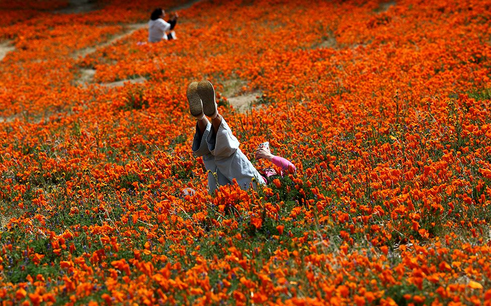 People take pictures in a field of poppies near the Antelope Valley California Poppy Reserve in Lancaster, California, US, on 13 April 2023