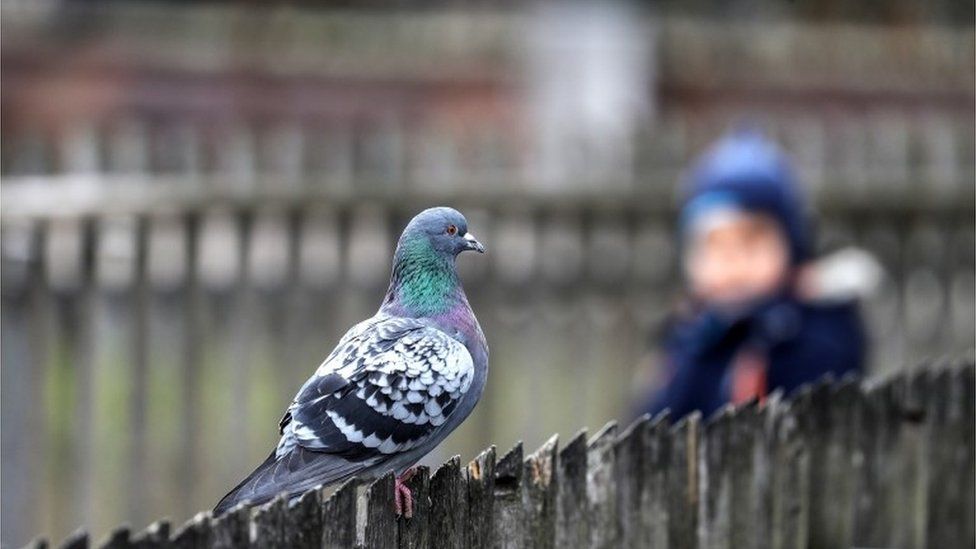 Photo of a pigeon