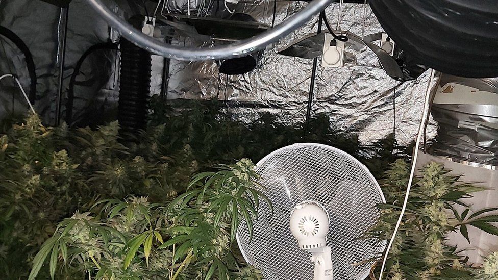 Cannabis plants in a garage