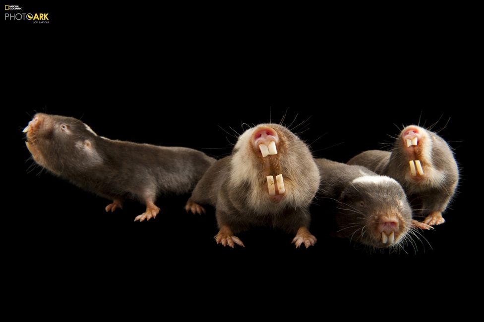 Damaraland mole rats (Fukomys damarensis) Houston Zoo, Houston, Texas