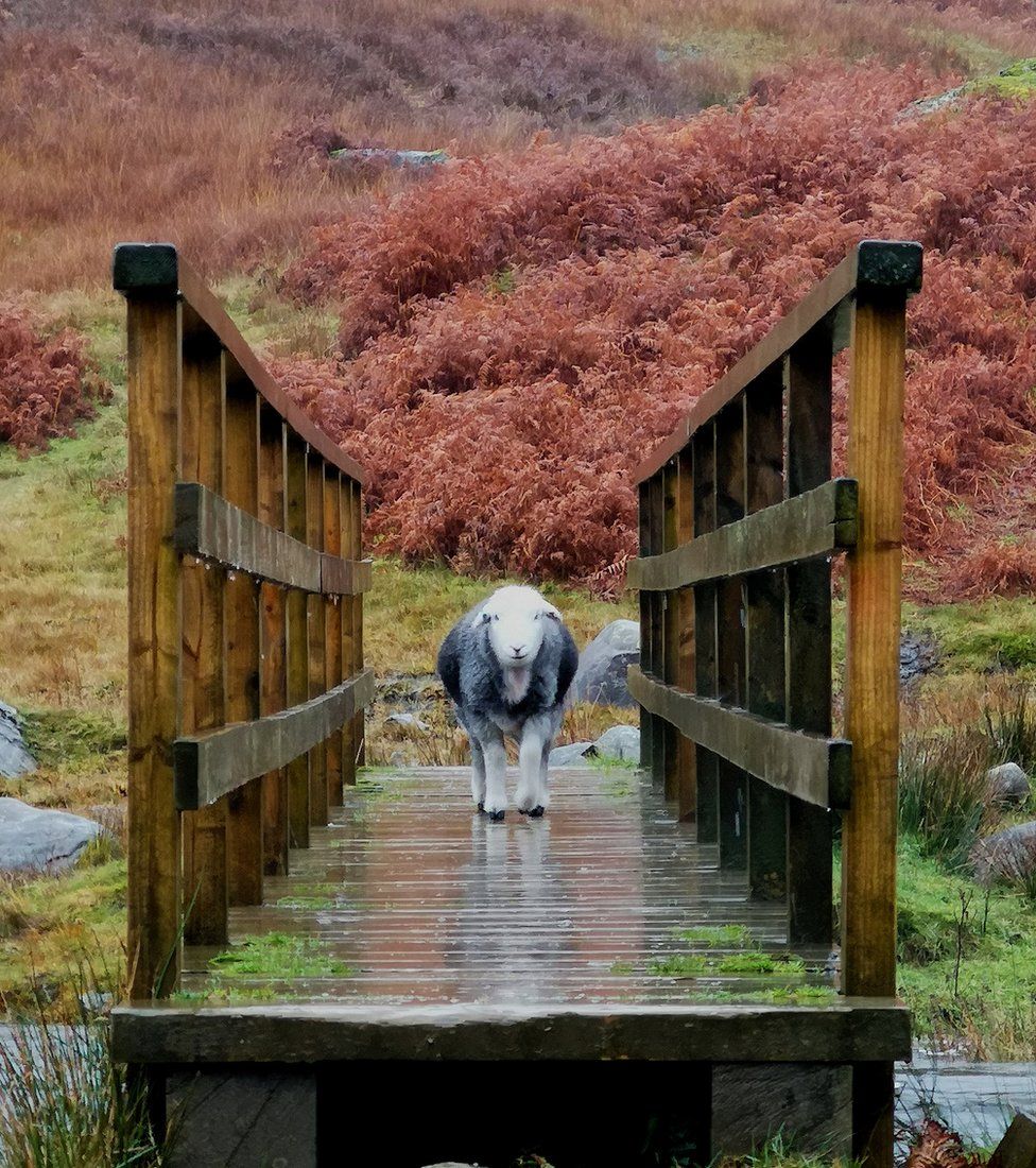 A sheep on a bridge