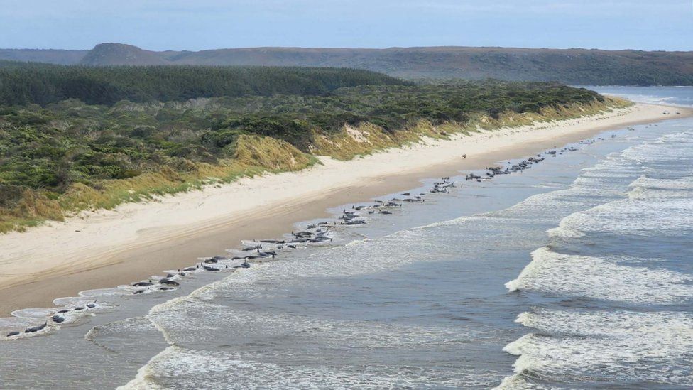 Aerial view of whale stranding