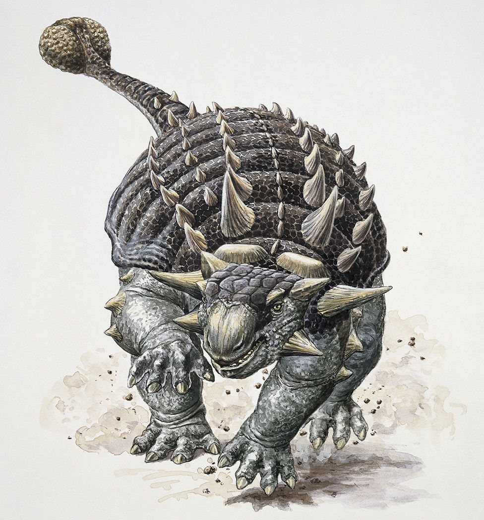 Ankylosaur