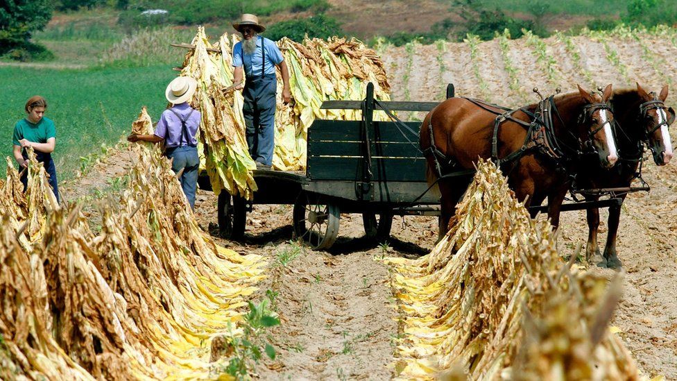 Asthma-protective agents in dust from traditional farm