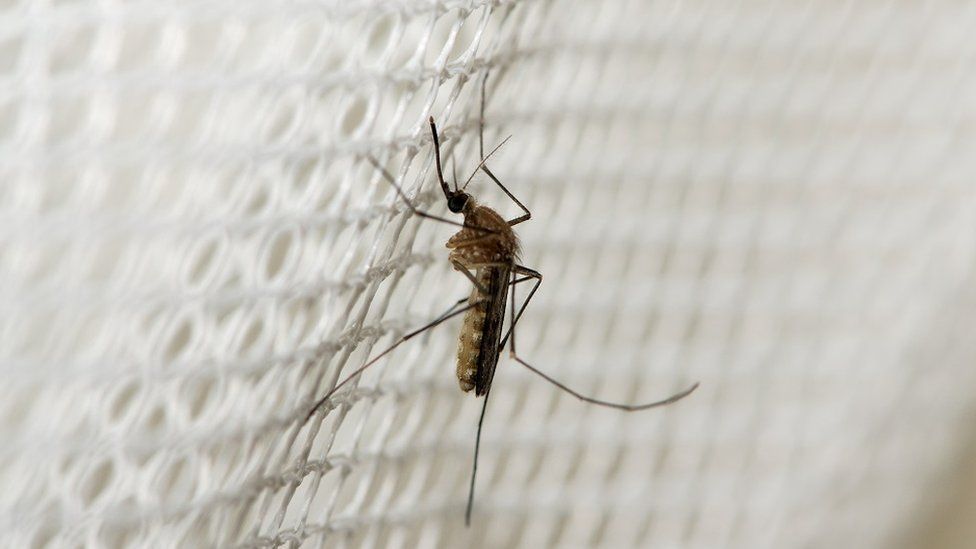 Dia Mundial De La Malaria Cuales Son Los Sintomas Y Como Se Puede