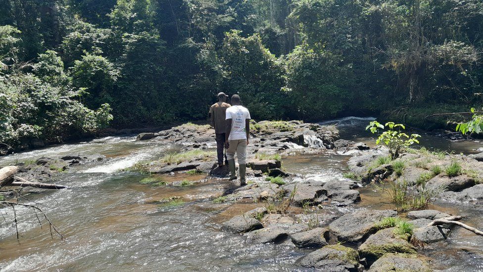 In search of goliath frogs