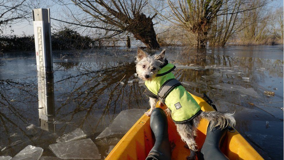 A dog in the front of a boat moving through icy flood plain